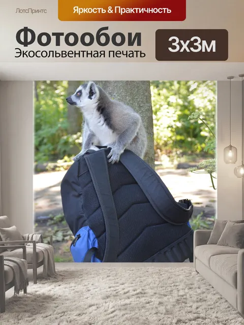 Фотообои Кошачий лемур 11