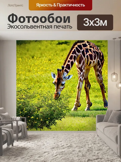 Фотообои жираф, склонивший голову к земле, нежно щиплет зелёную листву
