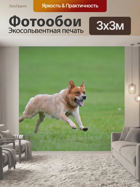 Фотообои Австралийский