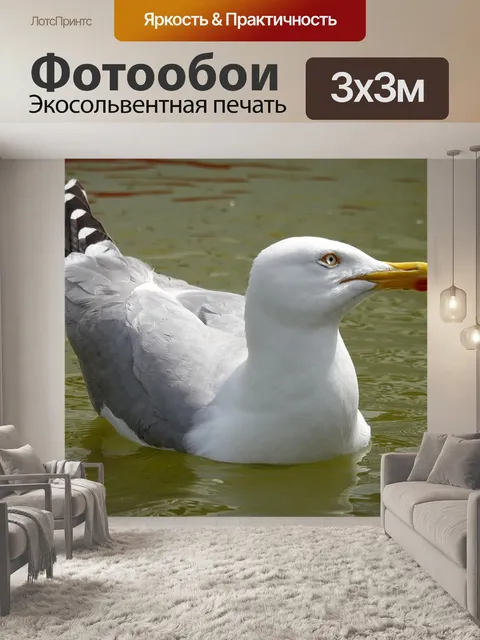Фотообои Чайка