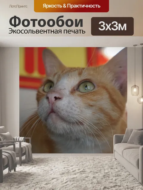 Фотообои Кот