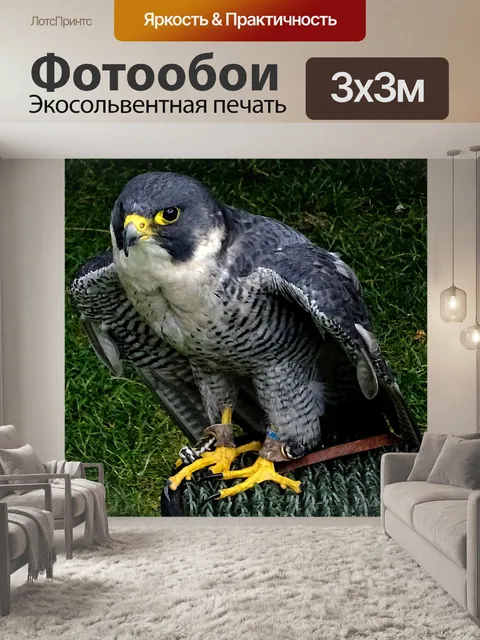 Фотообои Домашнее животное Сокол Птица