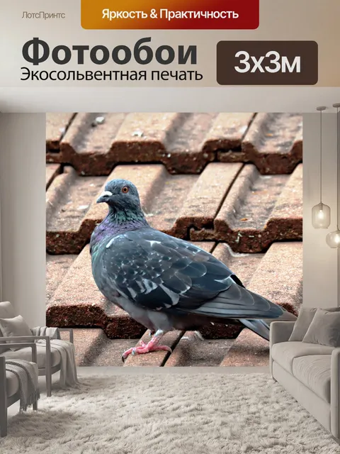 Фотообои Голубь на крыше