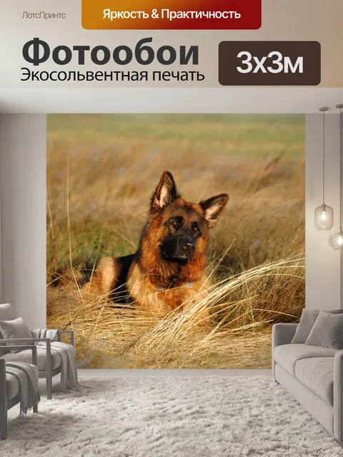 Фотообои Пастушья собака