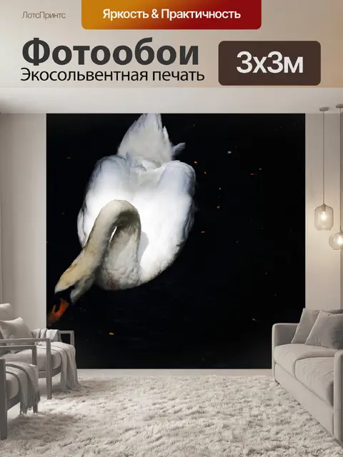 Фотообои белый лебедь контрастирует с темным