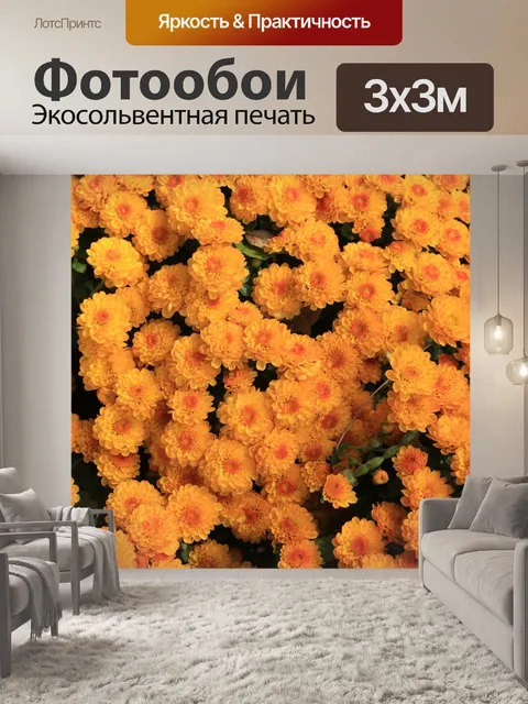 Фотообои Хризантема
