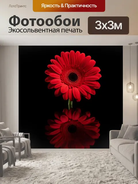 Фотообои Красная гербера на черном фоне