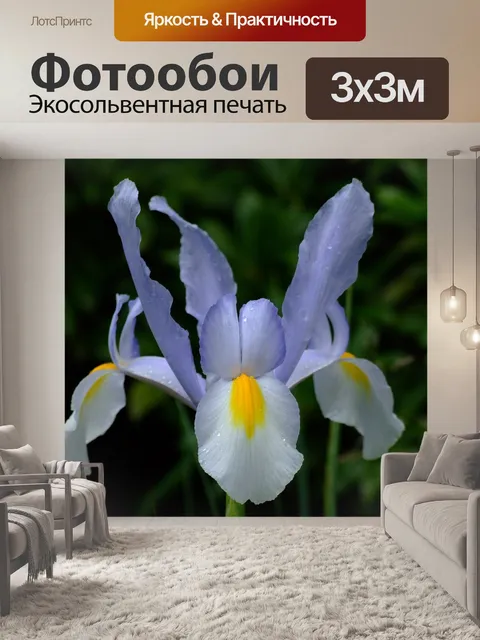 Фотообои Ирис