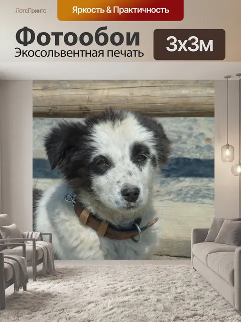 Фотообои Собака