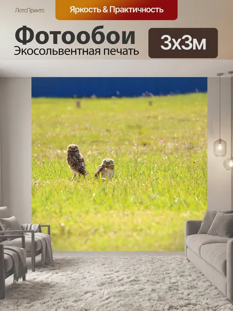 Фотообои Совы