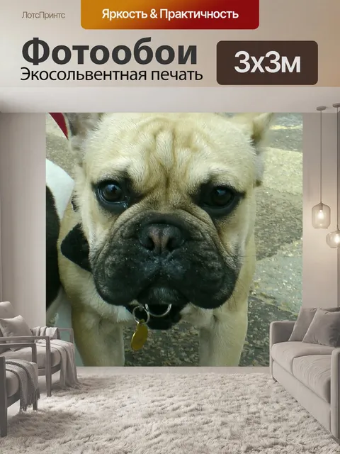 Фотообои Французский бульдог щенки