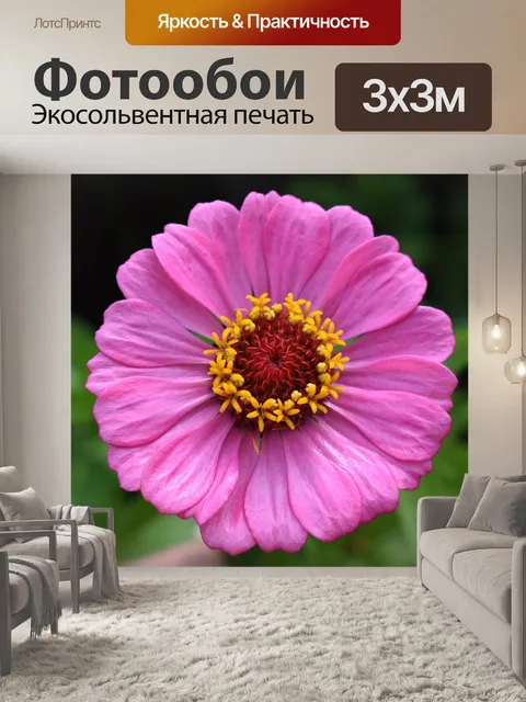 Фотообои Цинния