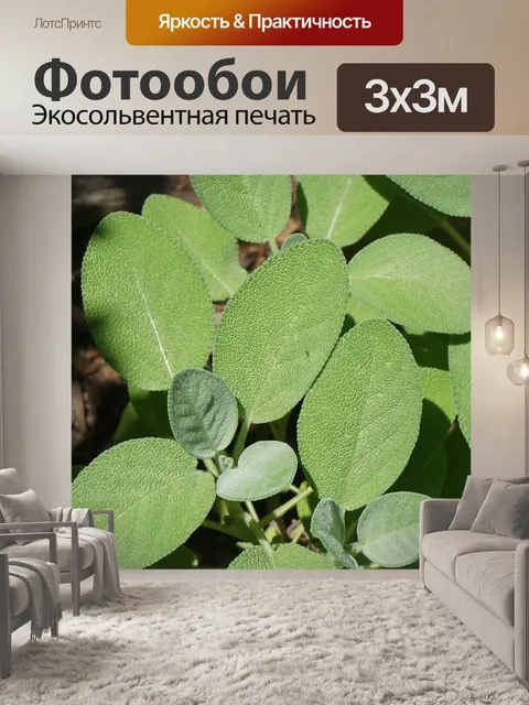 Фотообои Трава шалфея