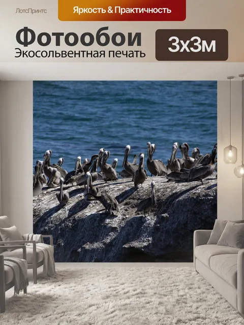 Фотообои Пеликаны