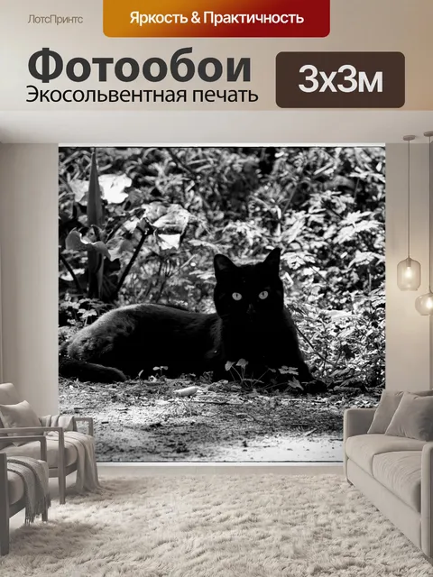Фотообои Черный кот