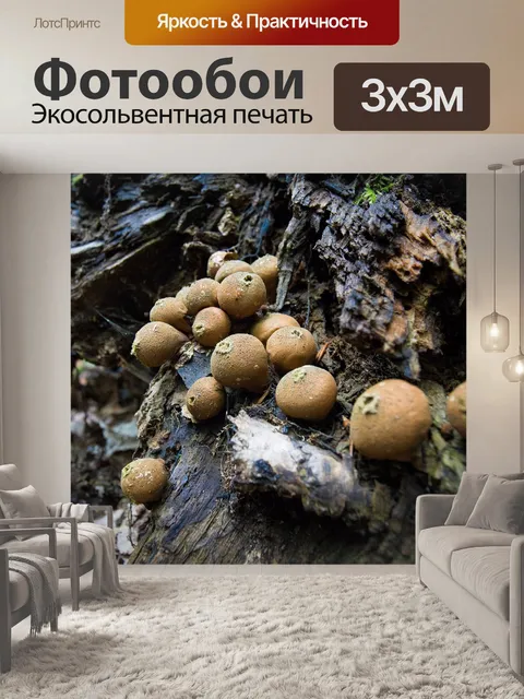 Фотообои Грибы