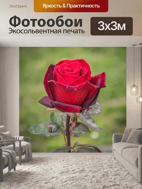 Фотообои Розы