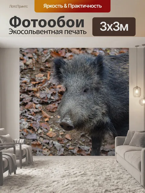 Фотообои Дикий кабан