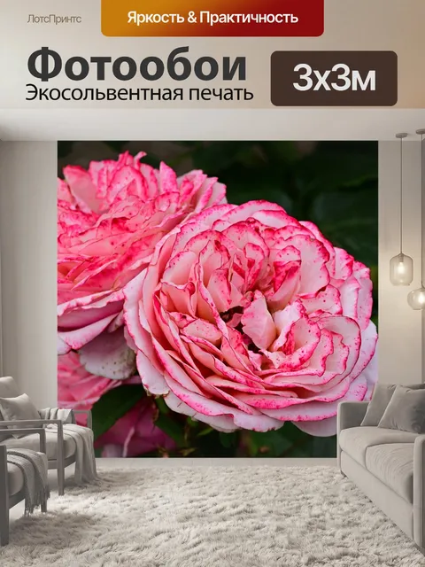 Фотообои Роза