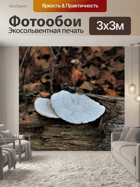 Фотообои Белый грибок на бревне