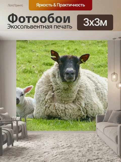 Фотообои Овца