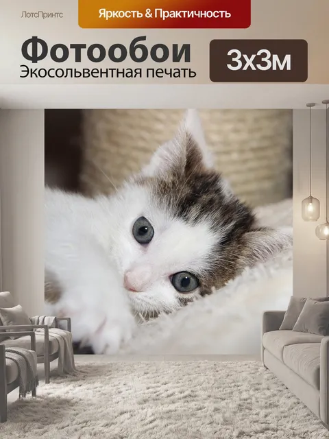 Фотообои Кот