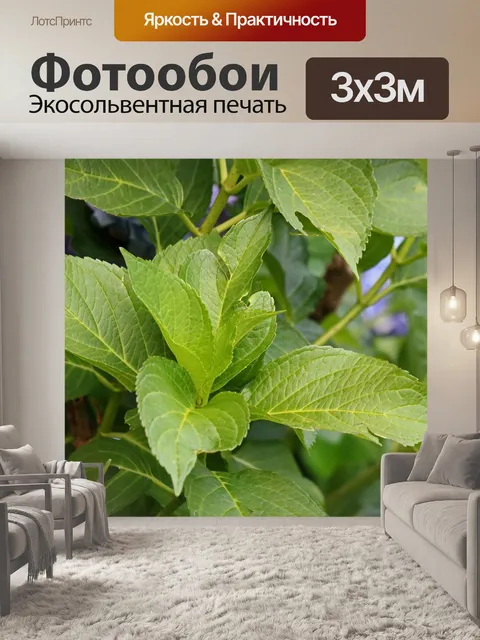Фотообои зеленая листва кустарника гортензии