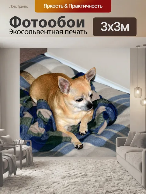 Фотообои Симпатичные чихуахуа щенок