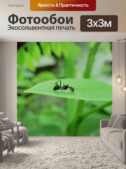 Фотообои Муравей