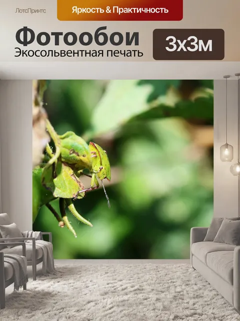 Фотообои щитовой жук на томатном растении