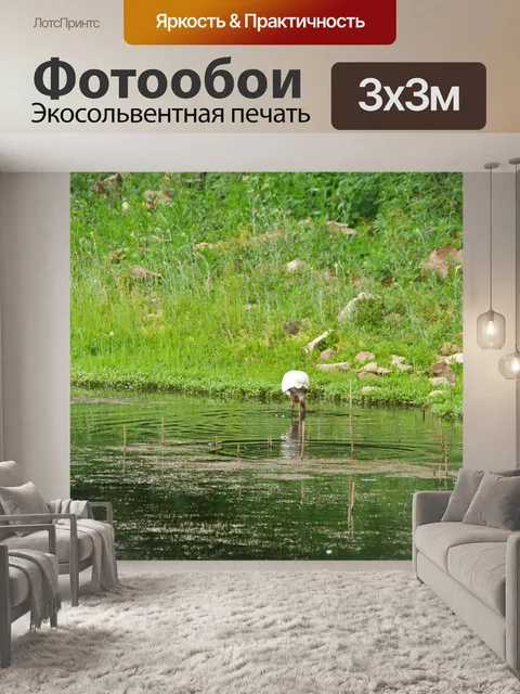 Фотообои африканская колпица болтается в воде
