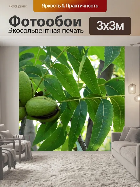 Фотообои зрелая гроздь ореха пекан и листья