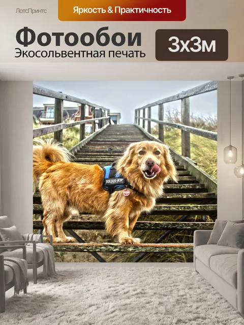Фотообои Собака