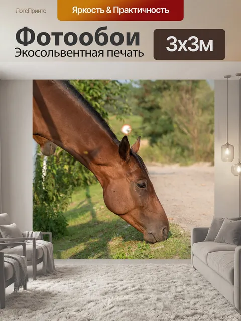 Фотообои Лошадь