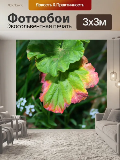 Фотообои обесцвеченными край герани листа
