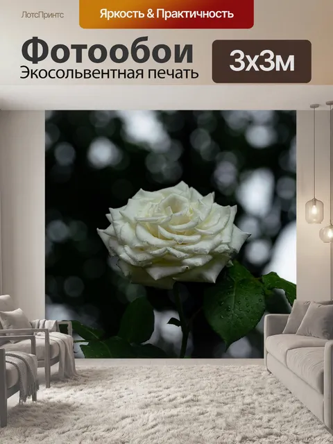 Фотообои Белая роза