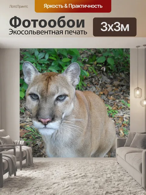 Фотообои Пума