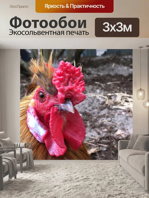 Фотообои Куры