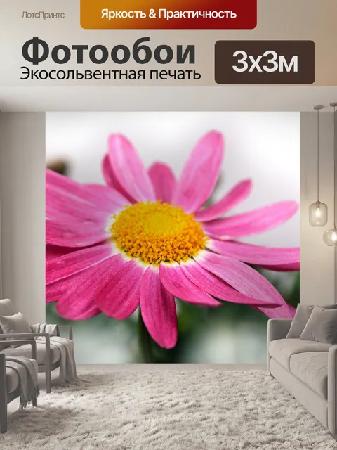 Фотообои Хризантема
