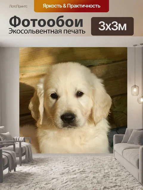 Фотообои Собака золотистого ретривера