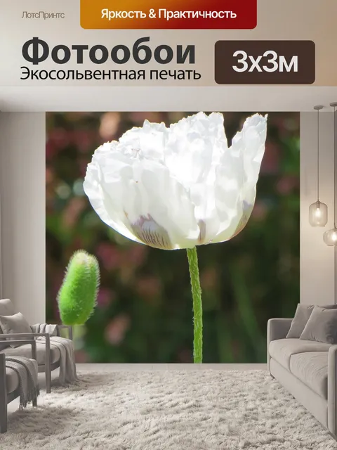 Фотообои Белый мак