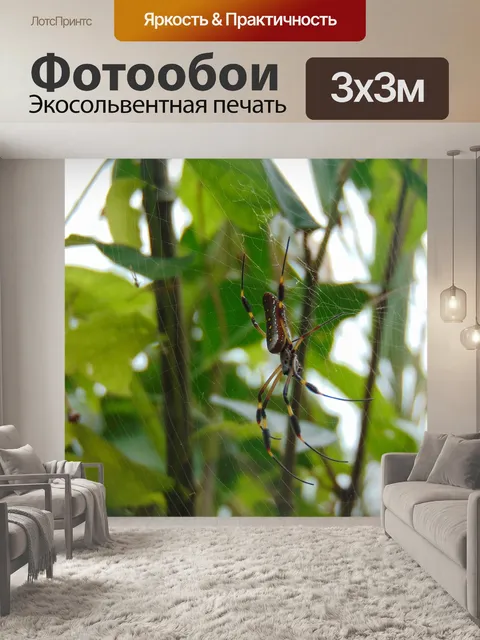 Фотообои Паук