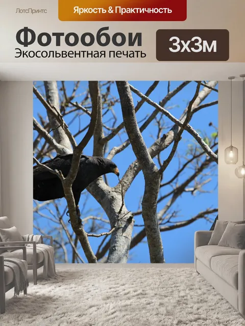 Фотообои Обыкновенный черный ястреб