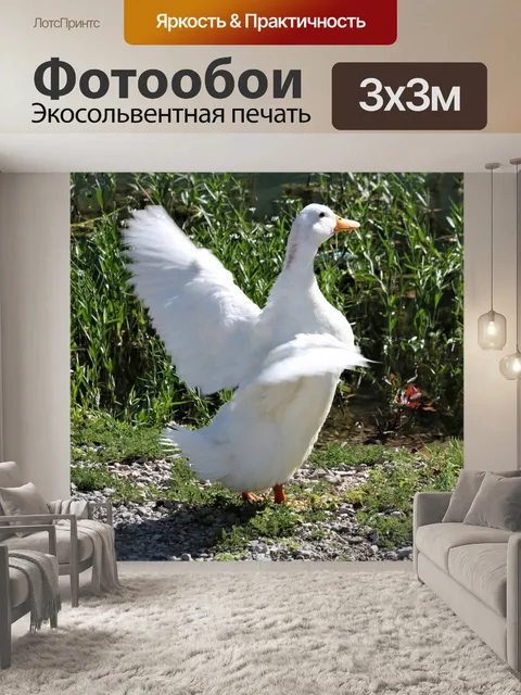 Фотообои Белая утка растягивает крылья