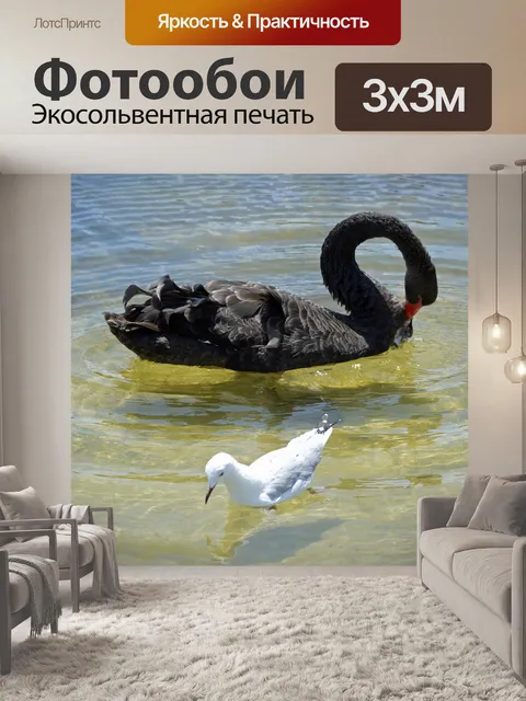 Фотообои Лебедь и чайки
