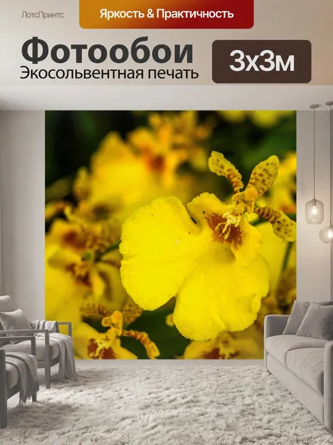 Фотообои Цветок орхидеи