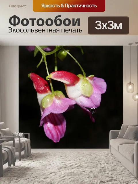 Фотообои Цветок попугая Чианг Дао, Чианг Май