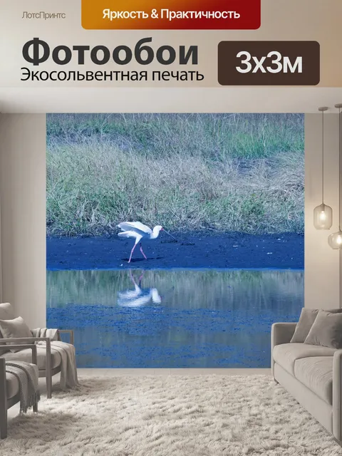 Фотообои африканская колпица ходьба