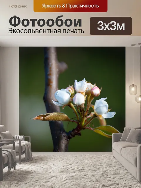 Фотообои Цветение, белые цветы, весна