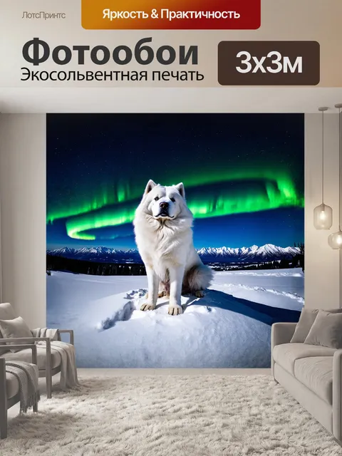 Фотообои самоед, величественно сидящий на снежном пике, смотрит на яркие огни северного сияния, которое освещает…
